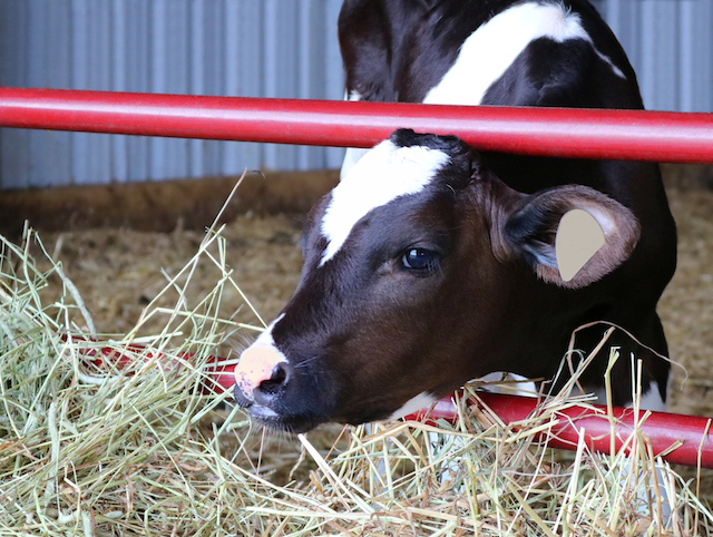 feeding-dairy-calves